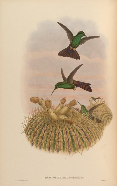 Hypuroptila melanorrhoa = Chalybura urochrysia by John Gould